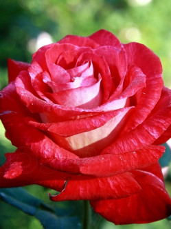 Bicolette róże wielkokwiatowe