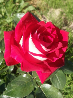 Bicolette róże wielkokwiatowe 2