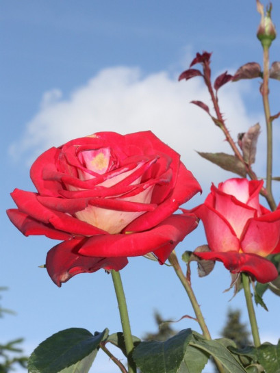 wielobarwne róże wielkokwiatowe Bicolette