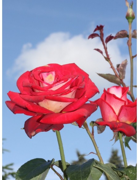 wielobarwne róże wielkokwiatowe Bicolette