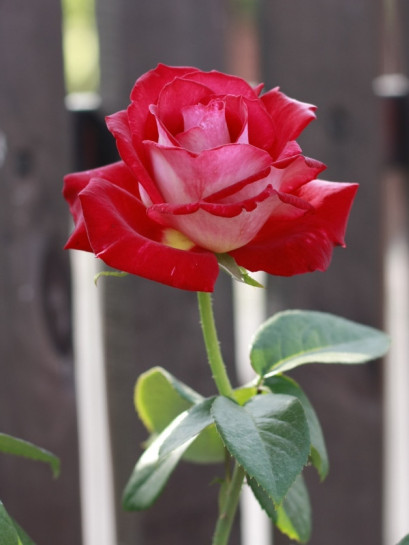 Bicolette wielkokwiatowe róże