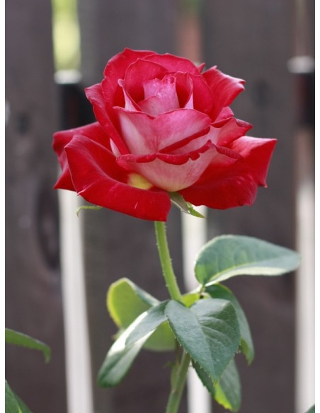 Bicolette wielkokwiatowe róże