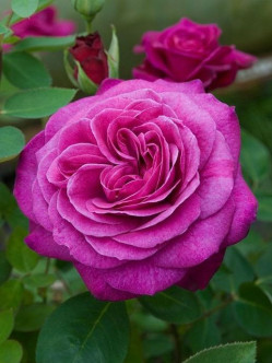 Róże rabatowe Old Port