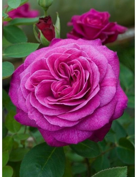 Róże rabatowe Old Port