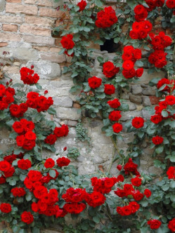 Don Juan róze pnące