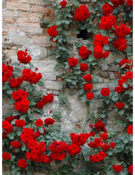 Don Juan róze pnące