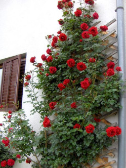 Don Juan róze pnące 2