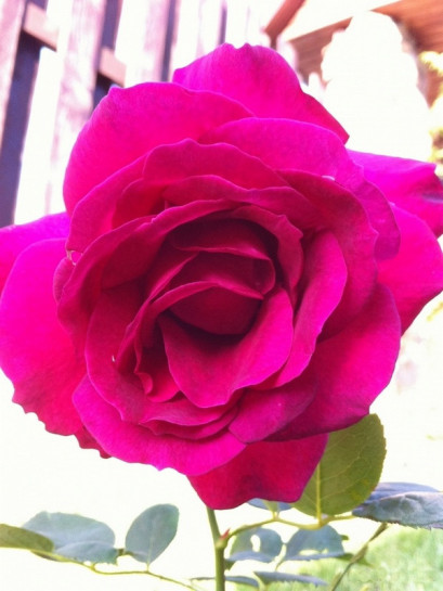 róże wielkokwiatowe Venrosa