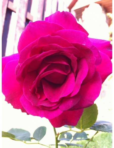 róże wielkokwiatowe Venrosa