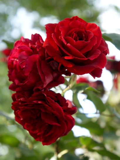 Don Juan pachnące róze pnące