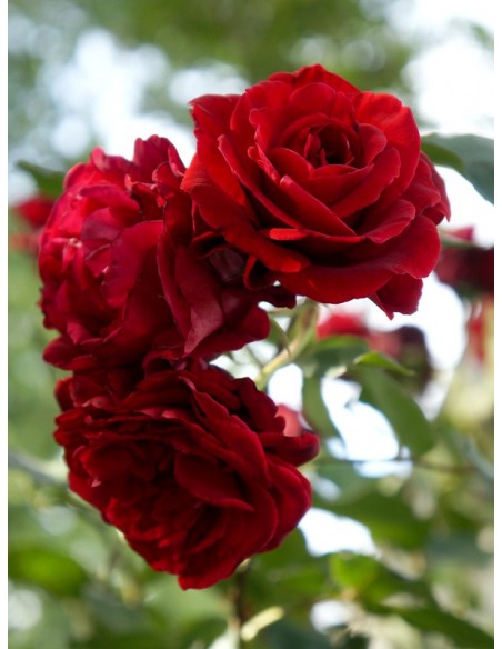 Don Juan pachnące róze pnące