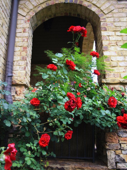 pnące róże pachnące Don Juan