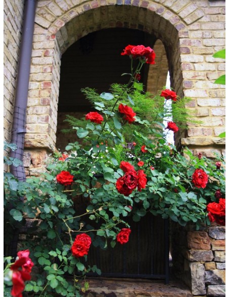 pnące róże pachnące Don Juan