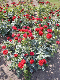 H.C. Andersen czerwone róże rabatowe