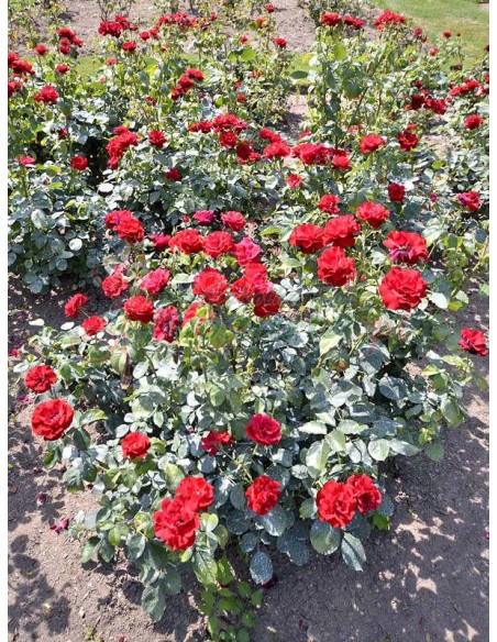 H.C. Andersen czerwone róże rabatowe