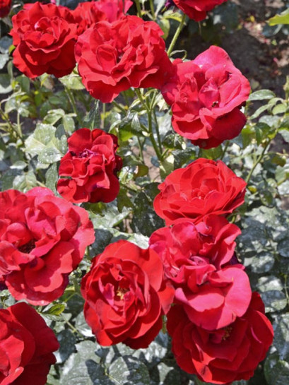 czerwone róże rabatowe H.C Andersen