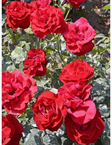 czerwone róże rabatowe H.C Andersen