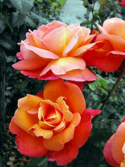 wielkokwiatowe róże herbaciane Troika