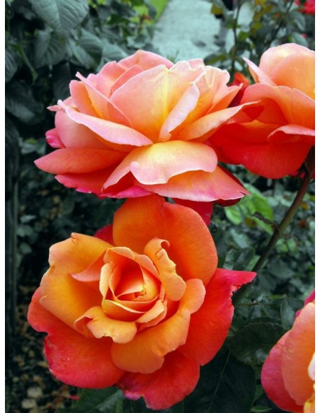 wielkokwiatowe róże herbaciane Troika