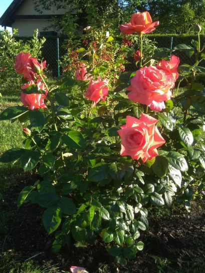 TRIO of TEA róża wielkokwiatowa