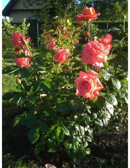 TRIO of TEA róża wielkokwiatowa