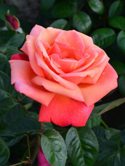 troika róże wielkokwiatowe