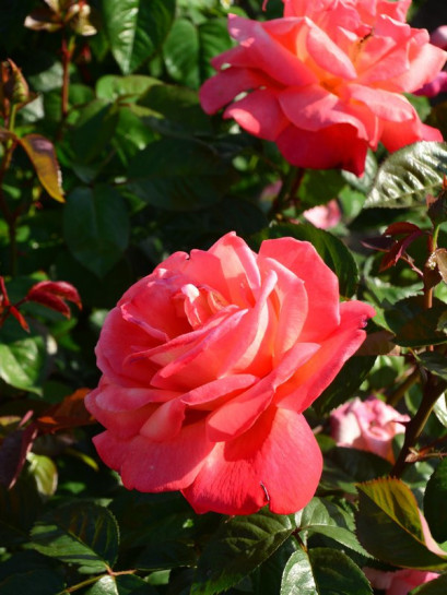 Troika herbaciane róże wielkokwiatowe