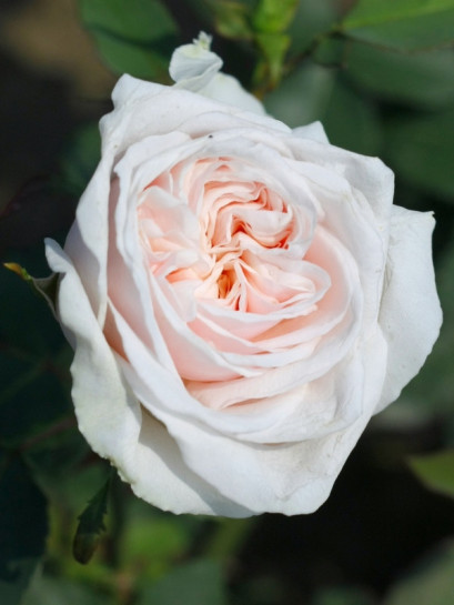 róże historyczne Souvenir de la Malmaison