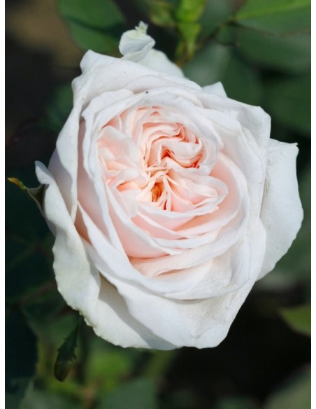 róże historyczne Souvenir de la Malmaison