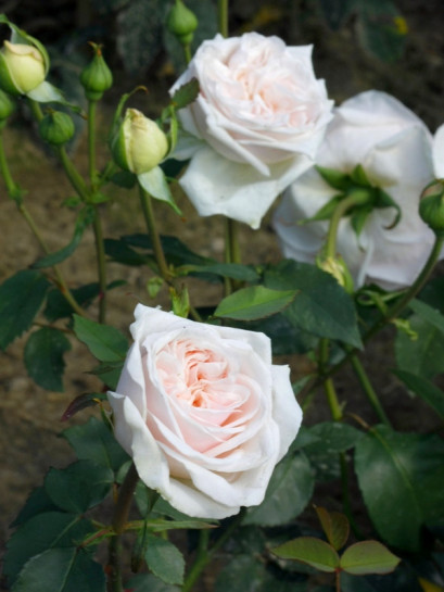 historyczne roze Souvenir de la Malmaison