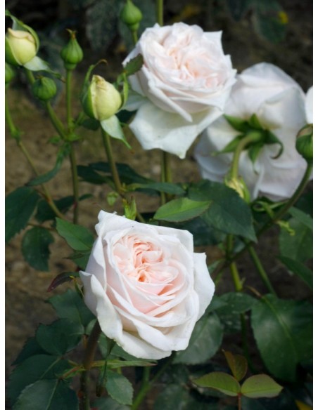 historyczne roze Souvenir de la Malmaison