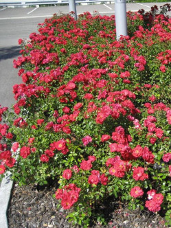 roze okrywowe red fairy