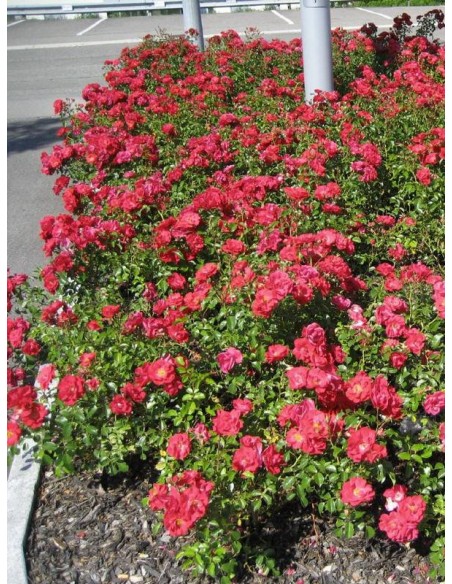 roze okrywowe red fairy