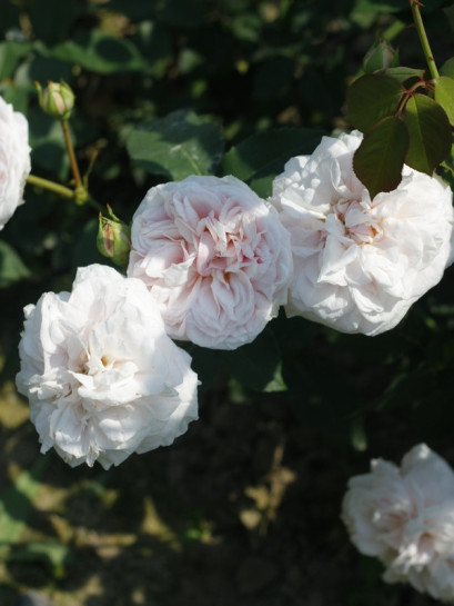 historyczne róże Souvenir de la Malmaison