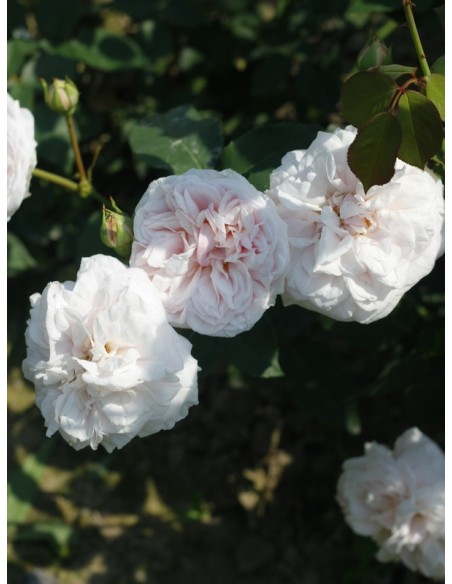 historyczne róże Souvenir de la Malmaison