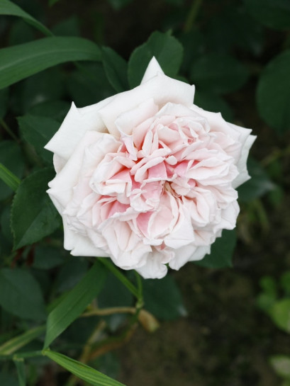 Souvenir de la Malmaison historyczne róże