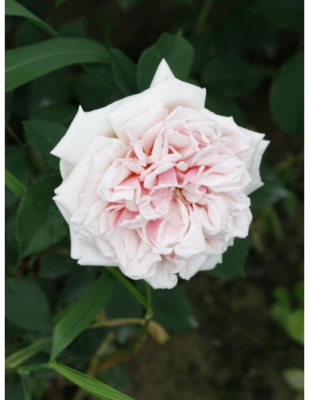 Souvenir de la Malmaison historyczne róże