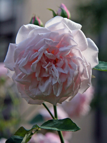 Souvenir de la Malmaison róże historyczne