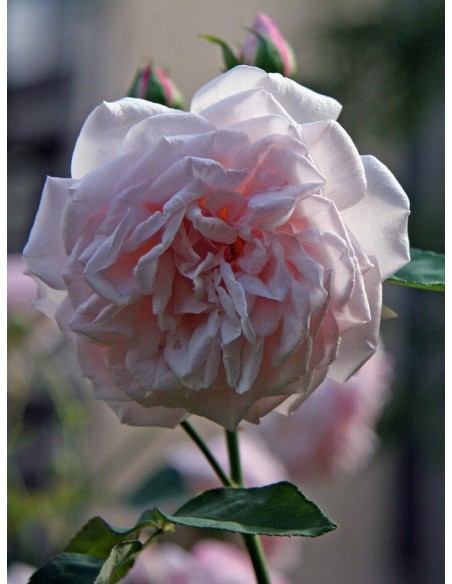 Souvenir de la Malmaison róże historyczne