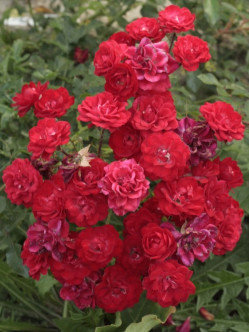 roze okrywowe red fairy 2