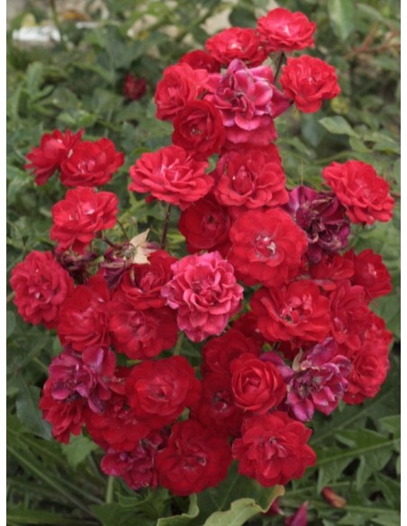 RED FAIRY róża okrywowa