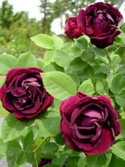 róże historyczne Tuscany Superb