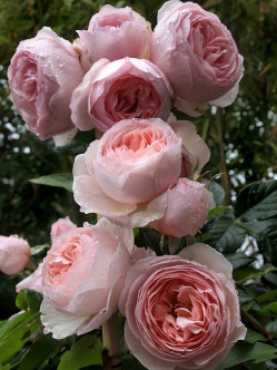 angielskie róże heritage