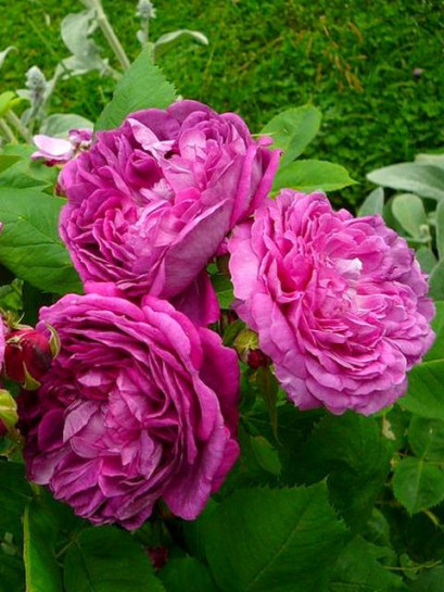 parkowe róże historyczne Reine des Violettes