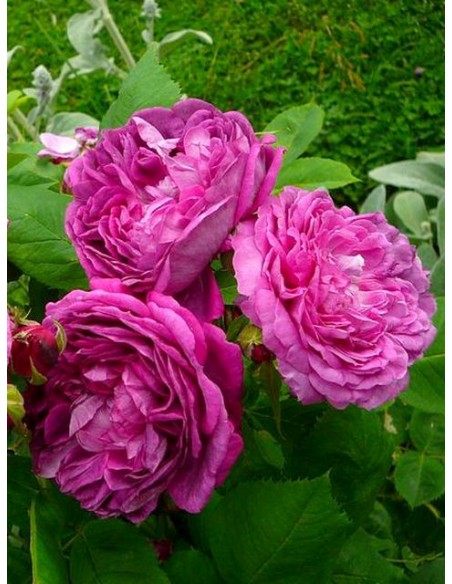 parkowe róże historyczne Reine des Violettes