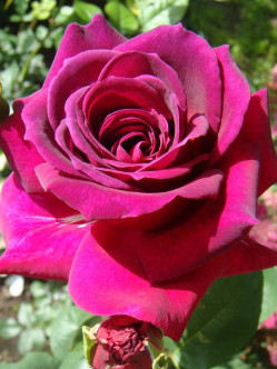 pachnące roze wielkokwiatowe Big Purple