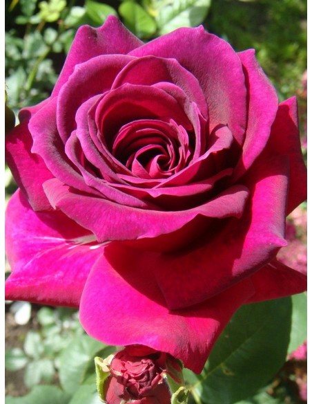 pachnące roze wielkokwiatowe Big Purple