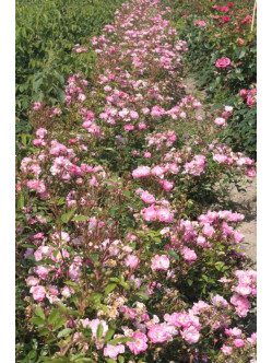 róze okrywowe Lavender Dream 2