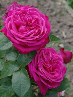 Roze Wielkokwiatowe Old Fragrance