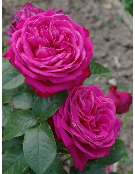 Roze Wielkokwiatowe Old Fragrance